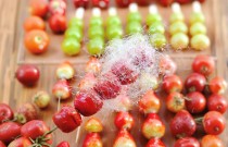 學(xué)做冰糖葫蘆去哪里學(xué)靠譜？少走彎路，學(xué)會就能直接上手